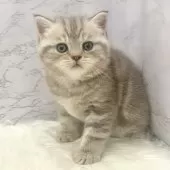 マンチカン(長足)【愛知県・女の子・2025年9月24日・ブルーパッチドタビー】の写真6