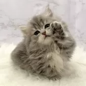 ミヌエット(短足)【愛知県・女の子・2025年10月26日・ブルータビー】の写真6