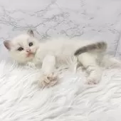 ラグドール【愛知県・女の子・2025年6月29日・ブルーポイントバイカラー】の写真6