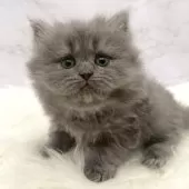 ミヌエット(長足)【愛知県・女の子・2025年11月5日・ブルー】の写真6