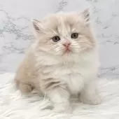 ミヌエット(長足)【愛知県・男の子・2025年6月29日・クリームタビー&ホワイト】の写真6