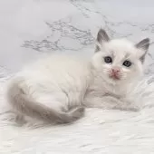 ラグドール【愛知県・女の子・2024年12月16日・ブルーポイントバイカラー】の写真6