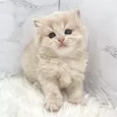 ミヌエット(長足)【愛知県・女の子・2025年5月18日・クリームタビー】の写真6