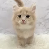 サイベリアン【愛知県・男の子・2025年10月22日・クリームタビー&ホワイト】の写真7