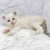 ラグドール【愛知県・女の子・2025年6月29日・ブルーポイントバイカラー】の写真7