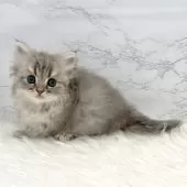 ミヌエット(短足)【愛知県・男の子・2025年9月18日・ブルータビー】の写真7