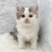 ミヌエット(長足)【愛知県・男の子・2025年11月1日・ブルータビー&ホワイト】の写真7