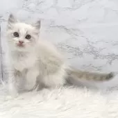 ラグドール【愛知県・女の子・2025年1月16日・ブルーポイントバイカラー】の写真7