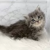 ミヌエット(短足)【愛知県・男の子・2025年11月1日・ブルータビー】の写真7