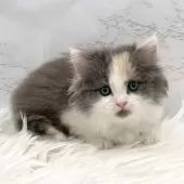 ミヌエット(長足)【愛知県・女の子・2025年11月9日・ダイリュートキャリコ】の写真7