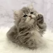 ミヌエット(短足)【愛知県・女の子・2025年10月26日・ブルータビー】の写真7