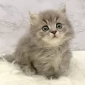 ミヌエット(短足)【愛知県・男の子・2025年10月3日・ブルータビー】の写真7