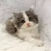 ミヌエット(短足)【愛知県・女の子・2025年11月9日・ダイリュートキャリコ】の写真7