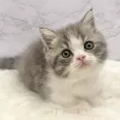 マンチカン(短足)【愛知県・女の子・2025年9月24日・ブルータビー&ホワイト】の写真7