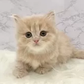 ミヌエット(短足)【愛知県・男の子・2025年9月17日・クリームタビー】の写真7