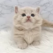 ミヌエット(短足)【愛知県・男の子・2025年10月13日・クリームタビー】の写真8