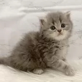 ミヌエット(長足)【愛知県・女の子・2025年11月7日・ブルーパッチドタビー】の写真8