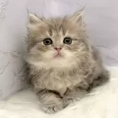 ミヌエット(長足)【愛知県・女の子・2025年9月18日・ブルータビー】の写真8