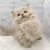 ミヌエット(短足)【愛知県・女の子・2025年10月19日・クリームタビー】の写真8