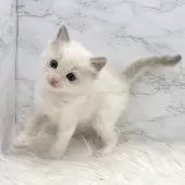 ラグドール【愛知県・女の子・2025年9月22日・ブルーポイントバイカラー】の写真8