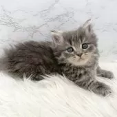 ミヌエット(短足)【愛知県・男の子・2025年11月1日・ブルータビー】の写真8