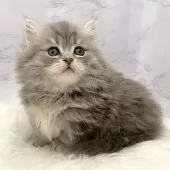 ミヌエット(短足)【愛知県・女の子・2025年10月26日・ブルータビー】の写真8