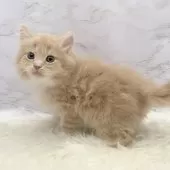 サイベリアン【愛知県・男の子・2025年10月22日・クリームタビー&ホワイト】の写真8