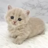 ミヌエット(短足)【愛知県・女の子・2025年10月13日・クリームタビー】の写真8