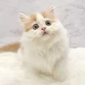 ミヌエット(短足)【愛知県・女の子・2025年8月11日・レッドタビー&ホワイト】の写真8