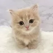 ミヌエット(短足)【愛知県・男の子・2025年9月17日・クリームタビー】の写真8