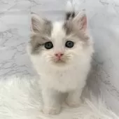 ミヌエット(長足)【愛知県・男の子・2025年11月1日・ブルータビー&ホワイト】の写真8