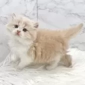 ミヌエット(長足)【愛知県・男の子・2025年6月29日・クリームタビー&ホワイト】の写真8