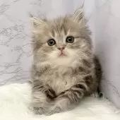 ミヌエット(長足)【愛知県・女の子・2025年9月18日・ブルータビー】の写真9