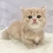 ミヌエット(短足)【愛知県・男の子・2025年9月17日・クリームタビー】の写真9