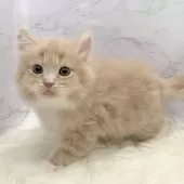 サイベリアン【愛知県・男の子・2025年10月22日・クリームタビー&ホワイト】の写真9