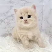 ミヌエット(長足)【愛知県・男の子・2025年10月13日・クリームタビー】の写真9