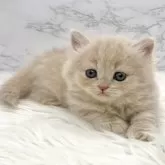 ミヌエット(短足)【愛知県・女の子・2025年10月13日・クリームタビー】の写真9