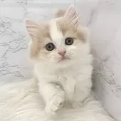 ミヌエット(短足)【愛知県・女の子・2025年1月7日・クリームタビー&ホワイト】の写真9