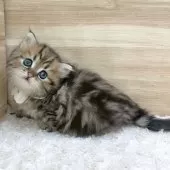 ミヌエット(長足)【愛知県・男の子・2025年5月14日・ブラウンタビー】の写真9