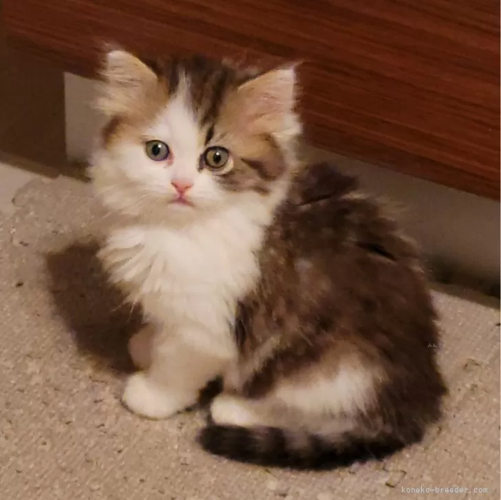 ID:2403-01343の子猫