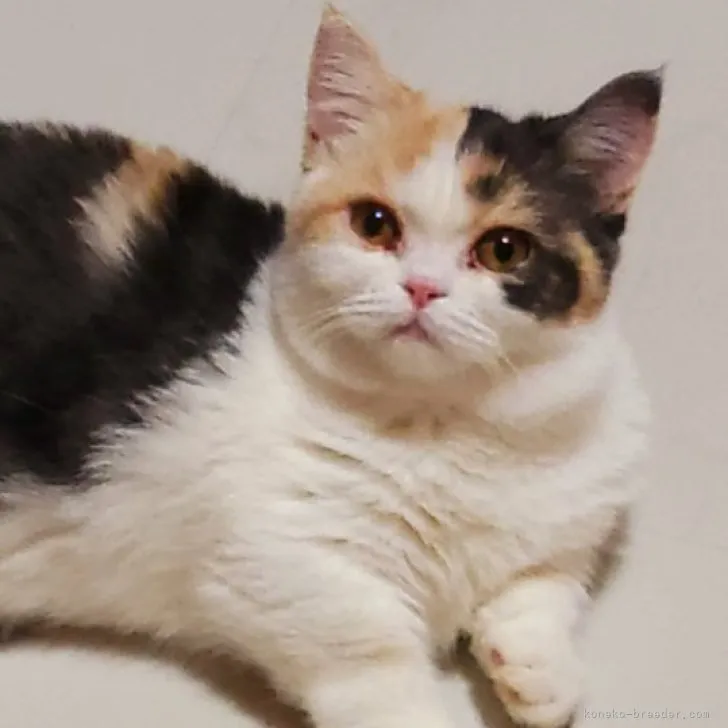 ID:2305-02396の子猫