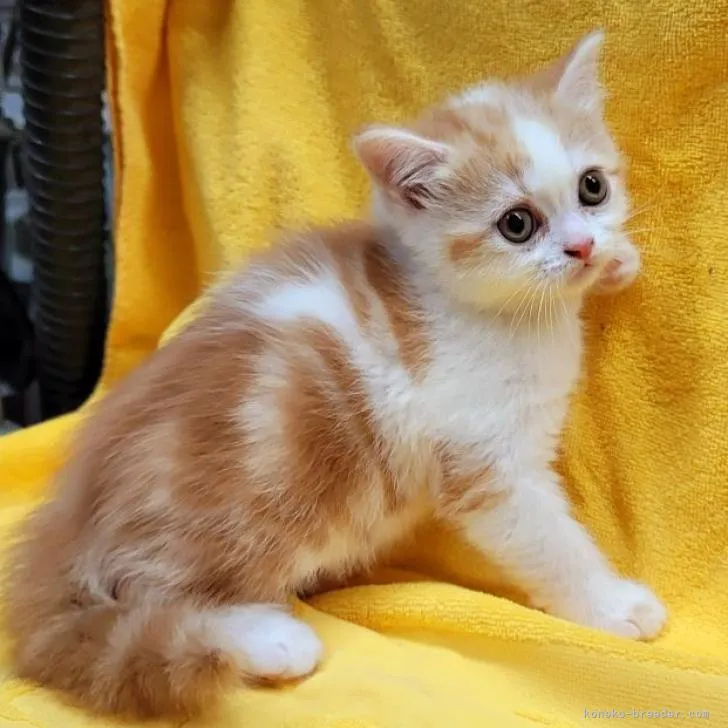 ID:2302-00614の子猫