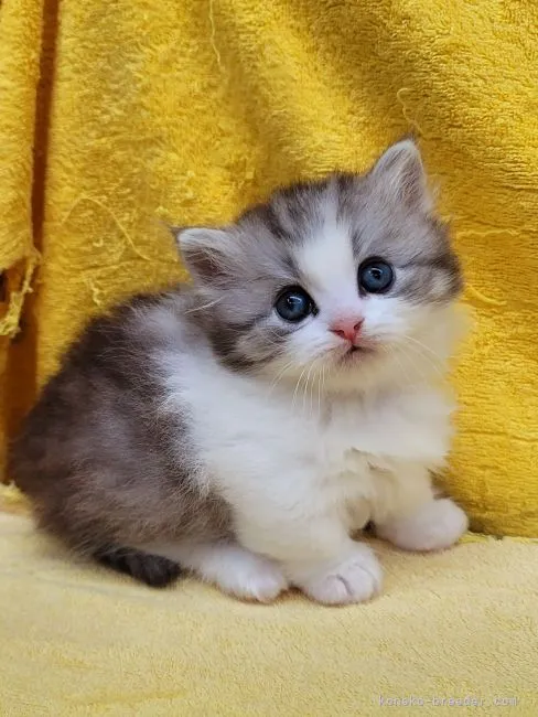 ID:2205-00554の子猫