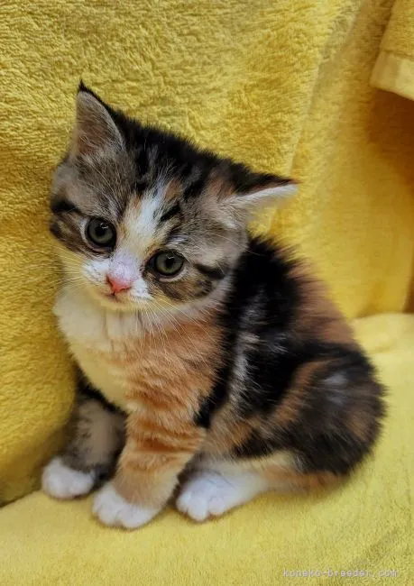 ID:2205-02739の子猫