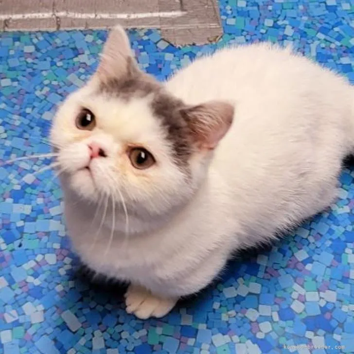 ID:2208-02064の子猫