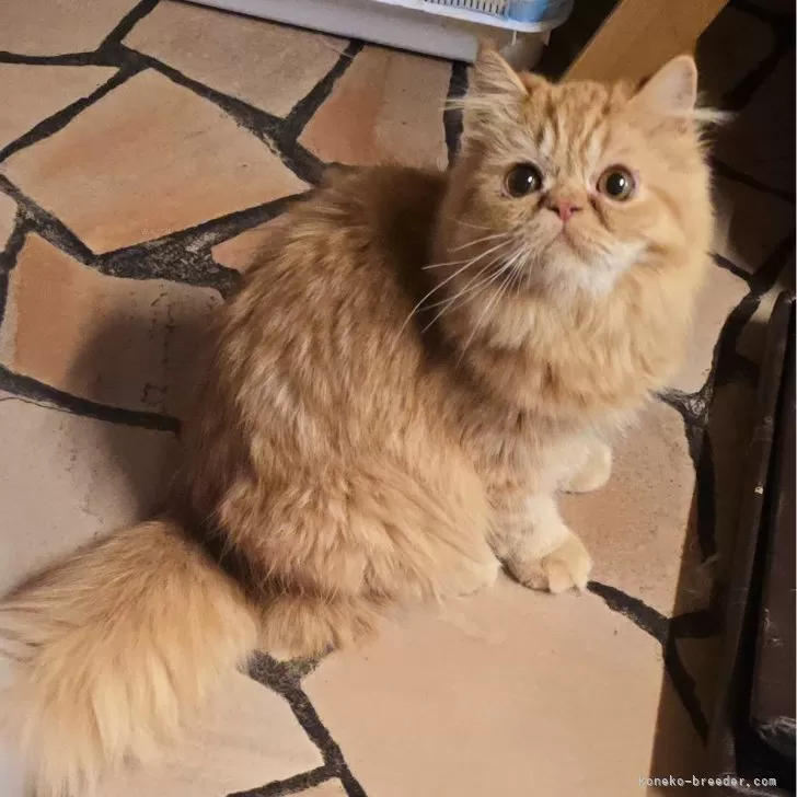 ID：2404-02227の子猫