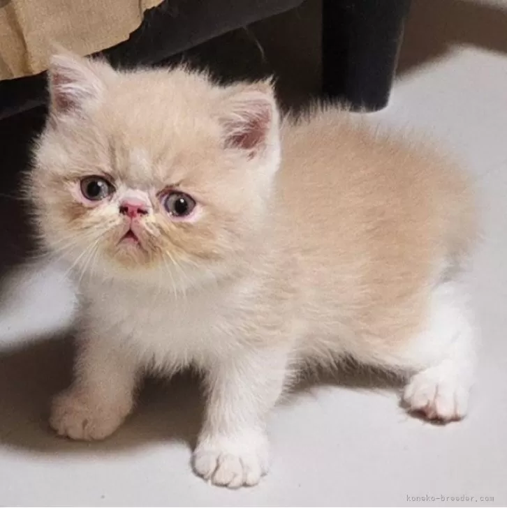 ID：2408-01697の子猫