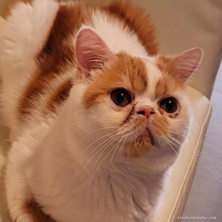 ID:2208-00869の子猫