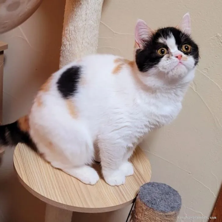ID:2210-01482の子猫