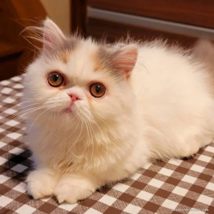 ID:2308-01453の子猫